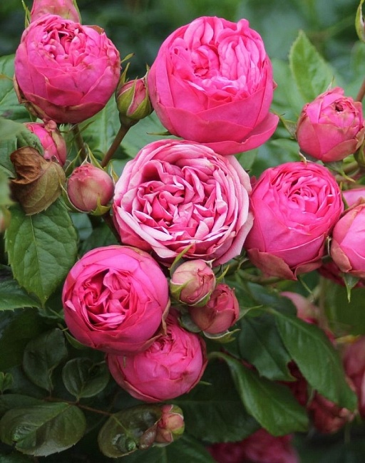 Роза флорибунда Пинк Пиано